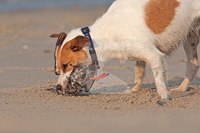 Zwarte Zeekoet wordt aangevallen door hond op strand; Black Guillemot attacked by dog at beach stock-image by Agami/Harvey van Diek,