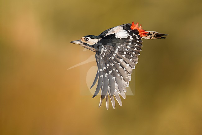 Great Spotted Woodpecker, Dendrocopos major, in Italy. stock-image by Agami/Daniele Occhiato,
