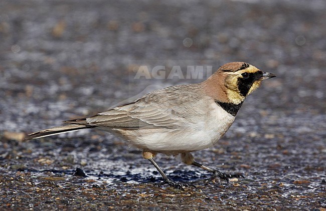  stock-image by Agami/Markus Varesvuo,