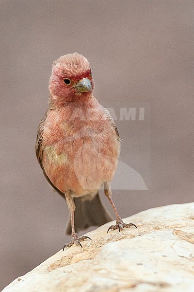 Male Sinai Rosefinch (Carpodacus synoicus) perched on a white rock in a desert canyon near Eilat, Israel stock-image by Agami/Marc Guyt,