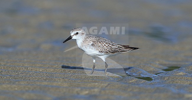 Wintering Red-necked Stint (Calidris ruficollis) at Cap Tribulation - Queensland- Australia. stock-image by Agami/Aurélien Audevard,