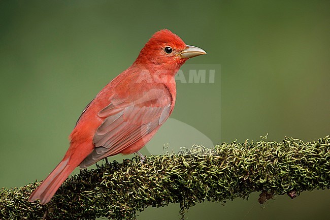 Adult male Summer Tanager (Piranga rubra)  perched on a branch in Galveston County, Texas, United States, during spring migration. stock-image by Agami/Brian E Small,