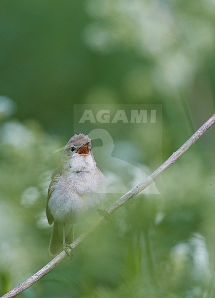 Struikrietzanger zingend op tak; Blyths Reed Warbler singing on branch stock-image by Agami/Markus Varesvuo,