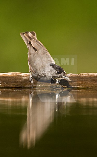 Zwartkop man wassend; Blackcap male bading stock-image by Agami/Marc Guyt,