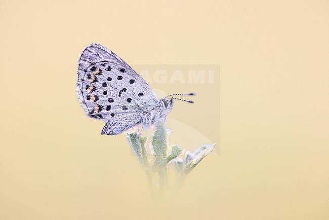 Batton blue sitting on a flower. stock-image by Agami/Onno Wildschut,