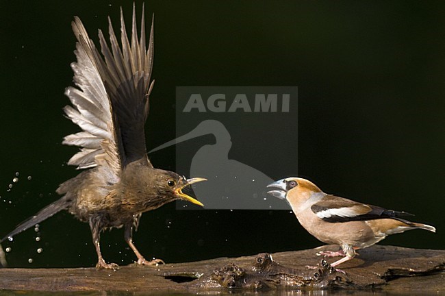 Merel en Appelvink bij water, Common Blackbird and Hawfinch stock-image by Agami/Bence Mate,
