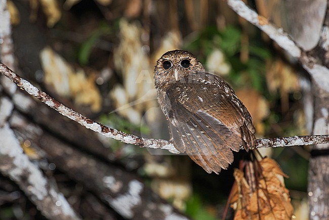 Palau Scops Owl (Otus podarginus) on Palau, Micronesia. stock-image by Agami/Pete Morris,