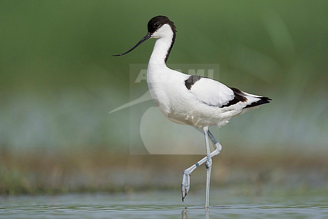 Kluut stock-image by Agami/Han Bouwmeester,