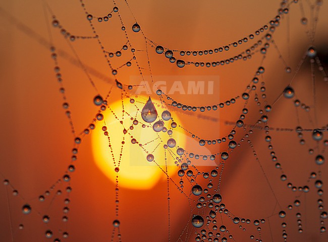 Water droplets on a spider web. Ouderkerk aan de Amstel, Noord-Holland, Netherlands. stock-image by Agami/Marc Guyt,