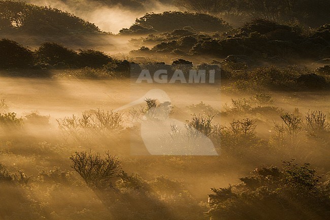 Uitzicht over mistige duinen tijdens zonsopkomst; Overview of misty dunes at sunrise stock-image by Agami/Menno van Duijn,