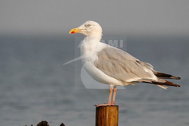 Herring Gull - Silbermöwe - Larus argentatus, Germany, adult stock-image by Agami/Ralph Martin,
