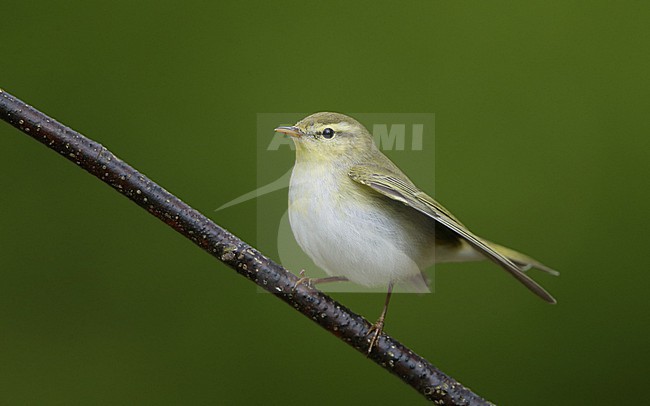Wood Warbler (Phylloscopus sibilatrix) perched on a branch at North Zealand, Denmark stock-image by Agami/Helge Sorensen,