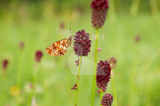 Zilveren Maan op grote pimpernel, Small Pearl-bordered Fritillary on great burnet stock-image by Agami/Rob de Jong,