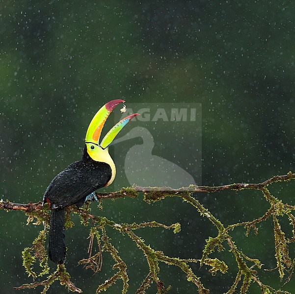 Keel-billed Toucan (Ramphastos sulfuratus) tossing food in the rain, sitting on a moss covered branch in tropical rainforest of Costa Rica. stock-image by Agami/Bence Mate,