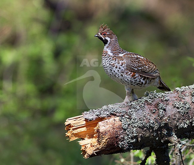 Hazel Grouse - Haselhuhn - Bonasa bonasia ssp. volgensis, Poland, adult male perched on a log in a Polish forest stock-image by Agami/Ralph Martin,