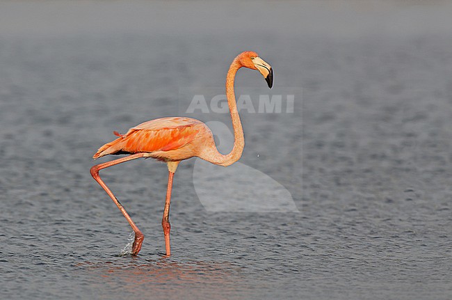 American Flamingo (Phoenicopterus ruber) at Los Flamencos Wildlife Sanctuary, Camarones, La Guajira, Colombia. stock-image by Agami/Tom Friedel,