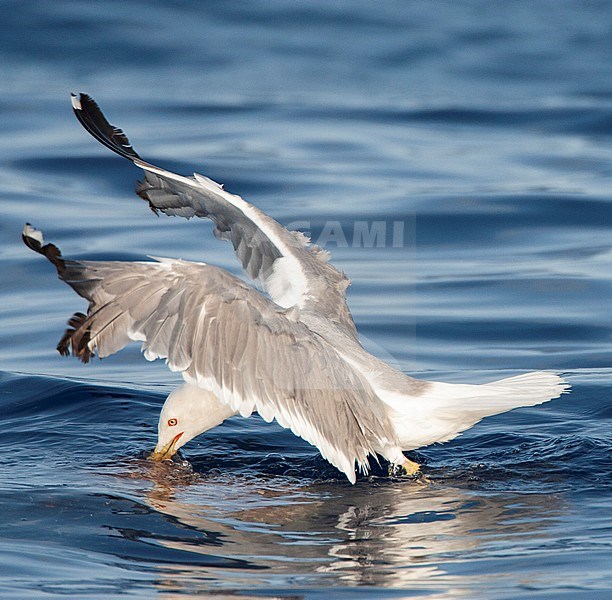 Adult Yellow-legged Gull (Larus michahellis michahellis) foraging at sea in Madeira. stock-image by Agami/Marc Guyt,