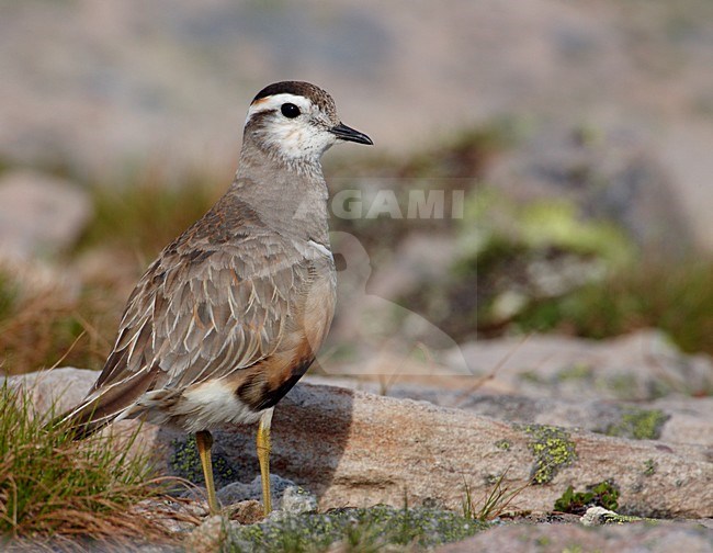 Adulte Morinelplevier, Eurasian Dotterel adult stock-image by Agami/Markus Varesvuo,