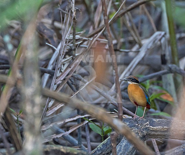 Mangrove Pitta, Pitta megarhyncha, in Thailand. stock-image by Agami/Pete Morris,