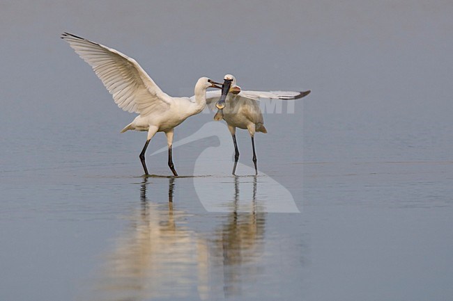 Lepelaar jong voerend Nederland, Eurasian Spoonbill feeding young Netherlands stock-image by Agami/Wil Leurs,