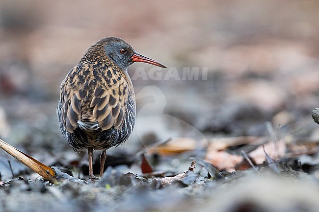 Adult Water Rail (Rallus aquaticus aquaticus) walking on the ground in a wetland in Germany. stock-image by Agami/Ralph Martin,