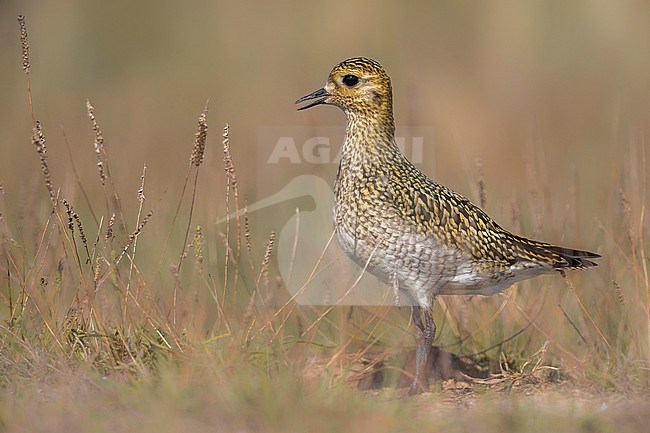 Golden Plover, (Pluvialis apricaria) calling stock-image by Agami/Daniele Occhiato,