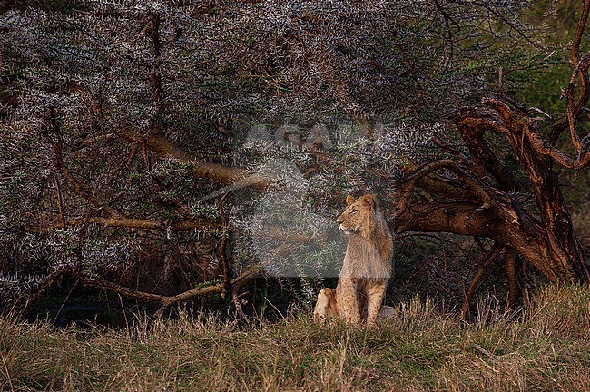 Portrait of a sub-adult male lion, Panthera leo, resting near a tree. Masai Mara National Reserve, Kenya. stock-image by Agami/Sergio Pitamitz,