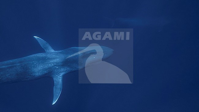 Blue Whale (Balaenoptera musculus ssp brevicauda) looking at another Blue Whale. stock-image by Agami/Lennart Verheuvel,