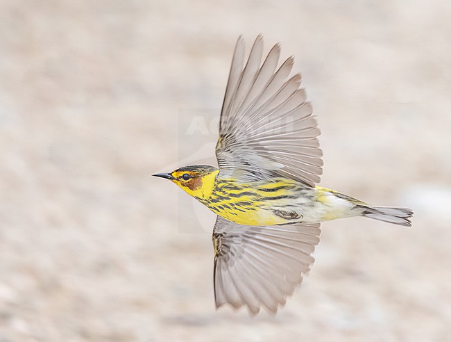 Male Cape May Warbler (Setophaga tigrina) in flight during migration stock-image by Agami/Ian Davies,