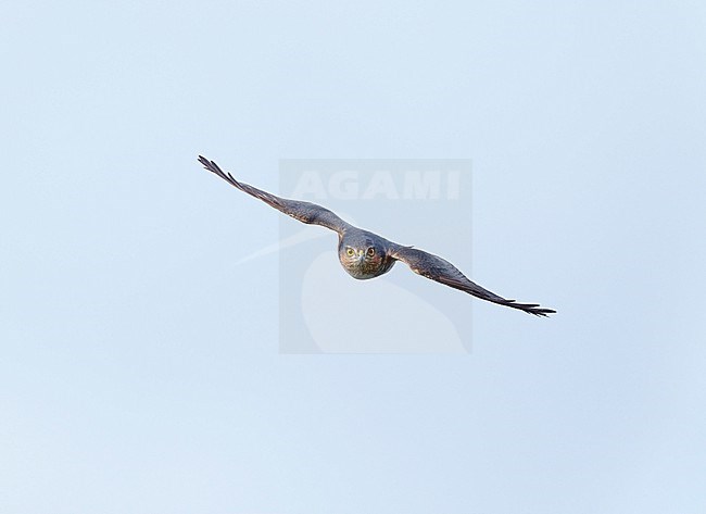 Adult male Eurasian Sparrowhawk (Accipiter nisus) flying fast, in front view and with wings held flat stock-image by Agami/Ran Schols,