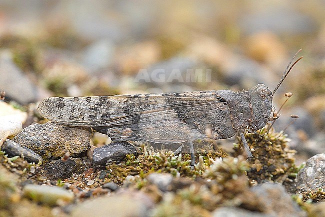 Kiezelsprinkhaan, Slender Bluewinged Grasshopper stock-image by Agami/Casper Zuijderduijn,
