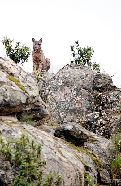 Spaanse Lynx, Iberian Lynx, Lynx pardinus stock-image by Agami/Marten van Dijl,