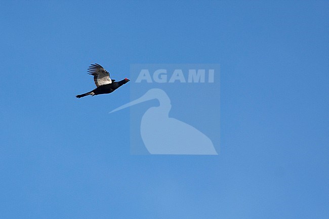 Adult male Black Grouse (Lyrurus tetrix tetrix) flying over a lek in Germany. In flight, seen from below. Flying against a blue sky as a background. stock-image by Agami/Ralph Martin,
