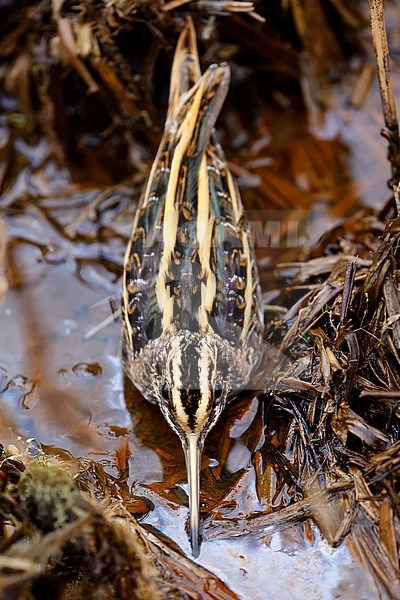 wintering Jack Snipe; stock-image by Agami/Chris van Rijswijk,