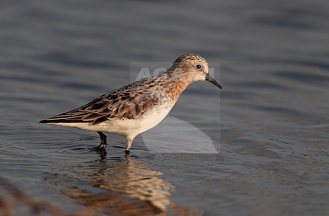 Red-necked Stint (Calidris ruficollis at Khok Kham, Thailand. Moulting into breeding plumage. stock-image by Agami/Helge Sorensen,