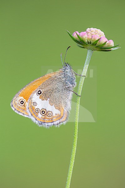 Side view of a Pearly Heath on a flower stock-image by Agami/Onno Wildschut,