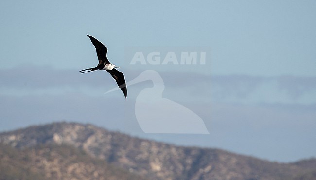 Immature Magnificent Frigatebird (Fregata magnificens) in flight stock-image by Agami/Ian Davies,