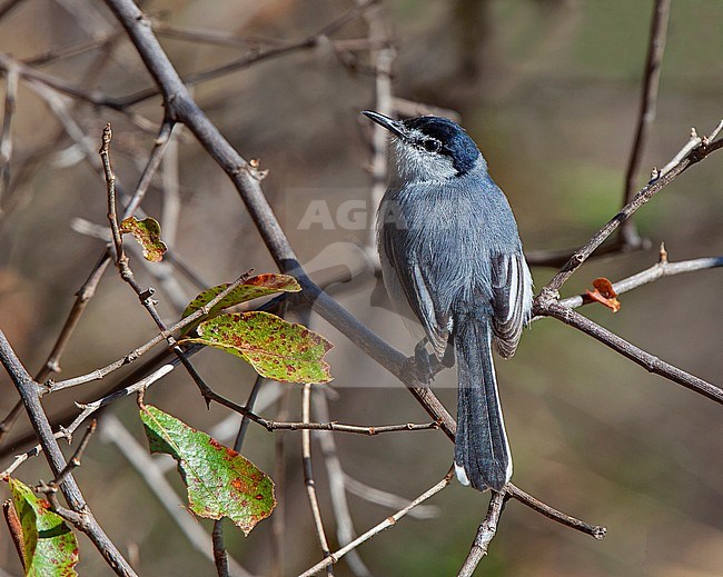 White-lored Gnatcatcher (Polioptila albiloris vanrossemi) adult male perched on a low branch in Mexico stock-image by Agami/Andy & Gill Swash ,