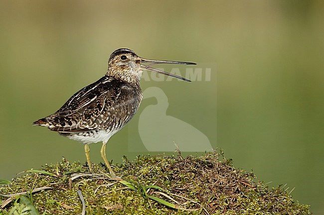 Adult Wilson's Snipe (Gallinago delicata)
Lac Le Jeune, B.C.
June 2015 stock-image by Agami/Brian E Small,
