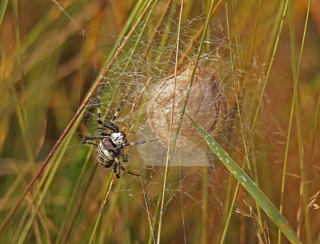 Female Wasp Spider (Argiope bruennichi) guarding her eggs stock-image by Agami/Renate Visscher,