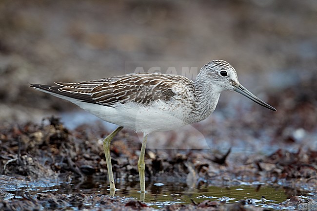 Juveniele Groenpootruiter; Juvenile Greenshank stock-image by Agami/Markus Varesvuo,