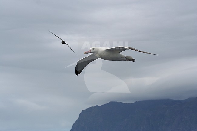 Tristanalbatros in vlucht; Tristan Albatros in flight stock-image by Agami/Marc Guyt,
