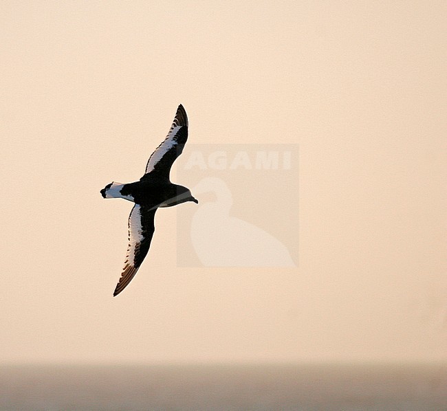 Antarctic Petrel (Thalassoica antarctica) flying over the southern Atlantic ocean. stock-image by Agami/Pete Morris,