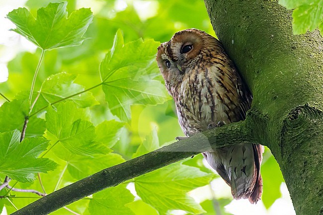A Tawny owl, Strix aluco, is seen here during the day covered by the green spring leaves. stock-image by Agami/Jacob Garvelink,