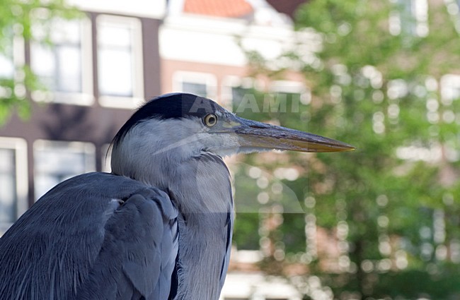 Grey Heron in city of Amsterdam; Blauwe Reiger in binnenstad Amsterdam stock-image by Agami/Marc Guyt,
