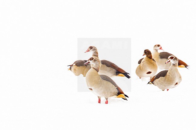 Nijlgans, Egyptian Goose, Alopochen aegyptiaca stock-image by Agami/Menno van Duijn,