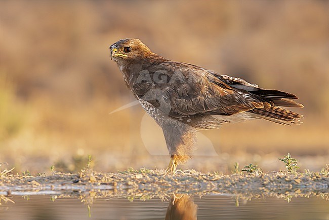 Common Buzzard is perched by a pond at sunrise. stock-image by Agami/Onno Wildschut,