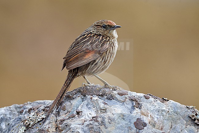 Scribble-tailed Canastero (Asthenes maculicauda) on a rock, Andes of Bolivia stock-image by Agami/Tomas Grim,
