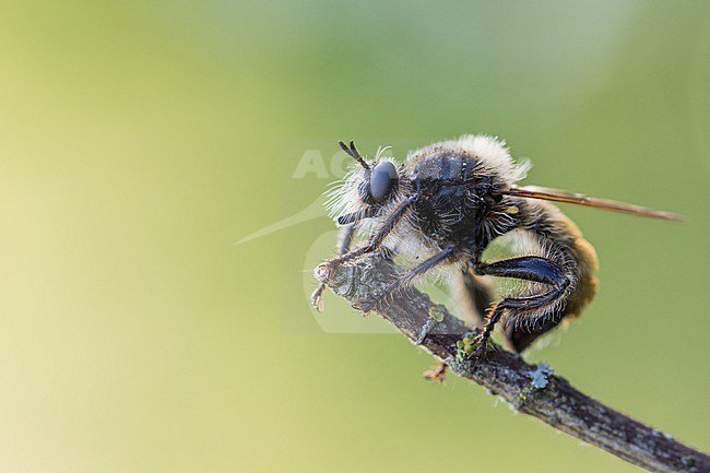Laphria flava - Bumblebee Robberfly - Gelbe Raubfliege, Switzerland (Graubuenden), imago, male stock-image by Agami/Ralph Martin,