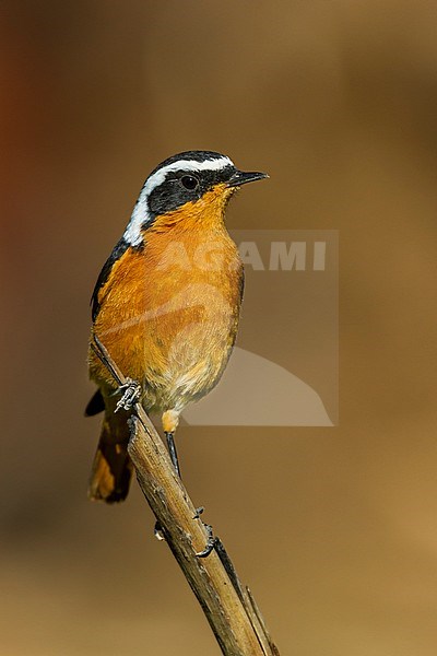 Moussier's Redstart - Diademrotschwanz - Phoenicurus moussieri, Morocco, adult male stock-image by Agami/Ralph Martin,